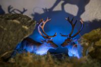 Juleforestilling: Hvor er du, Rudolf? - premiere