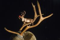 Juleforestilling: Hvor er du, Rudolf? 